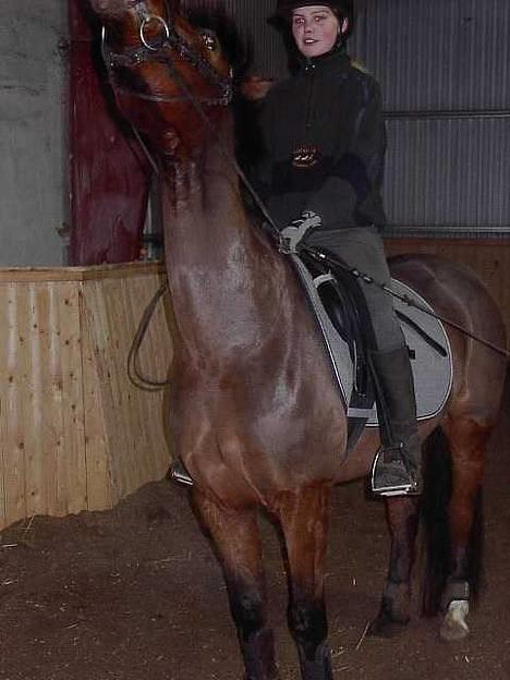 New Forest My Fair Turbo (solgt) - Ham og hans hoved :-) billede 7