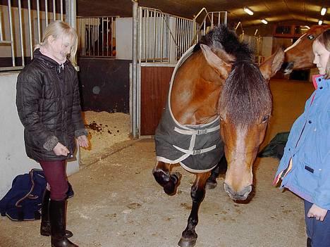 New Forest My Fair Turbo (solgt) - Ham og hans ben, han er lidt nuttede når han charmer sig ind. billede 8