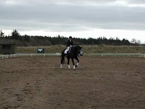 Dansk Varmblod Strandbylunds Dimitri * solgt* - Vores første udestævne her rider vi LB3A for første gang billede 1