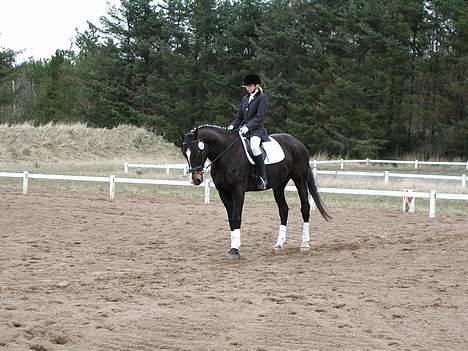 Dansk Varmblod Strandbylunds Dimitri * solgt* - ja her tror jeg vi får lavet en lille parade. billede 2
