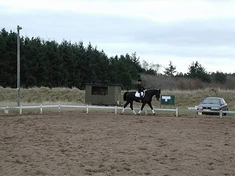 Dansk Varmblod Strandbylunds Dimitri * solgt* - trippe trippe billede 3