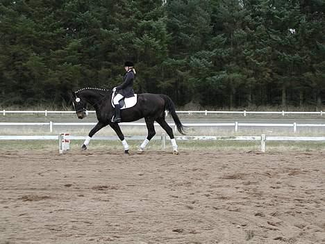 Dansk Varmblod Strandbylunds Dimitri * solgt* - og videre afsted det går billede 4