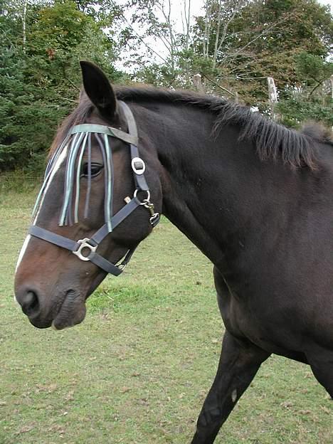 Dansk Varmblod Strandbylunds Dimitri * solgt* - ja her er så den kære hest lidt tættere på billede 5
