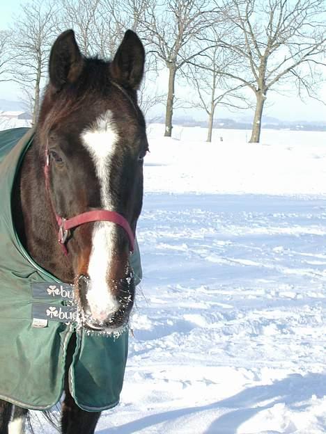 Dansk Varmblod Strandbylunds Dimitri * solgt* - og selvfølgelig også et vinter billede billede 6