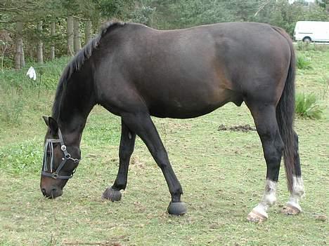 Dansk Varmblod Strandbylunds Dimitri * solgt* - her er han så i fuld størrelse. Han er godt nok lidt tung. billede 7