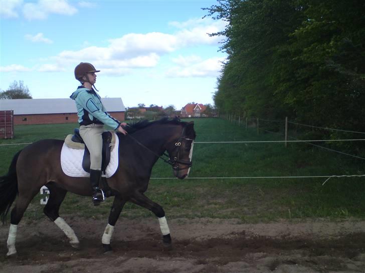 Anden særlig race Moonlight B- Pony billede 2