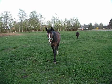 Anden særlig race Moonlight B- Pony - Her er den lille, der trasker rundt på folden! billede 3