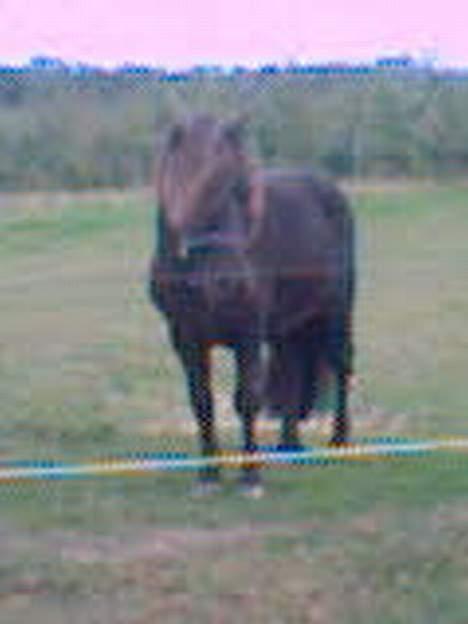 Anden særlig race Kalle - kalle på fold billede 2