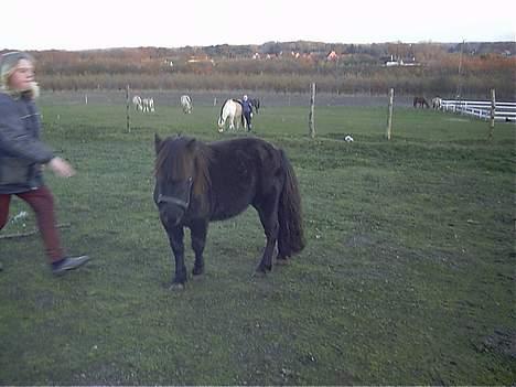Anden særlig race Kalle - kalle med hans hopper i baggrunden billede 3