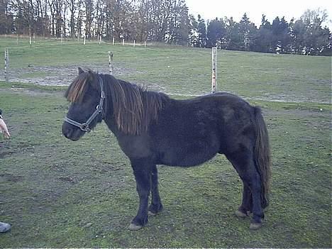 Anden særlig race Kalle - smukke kalle dreng billede 4