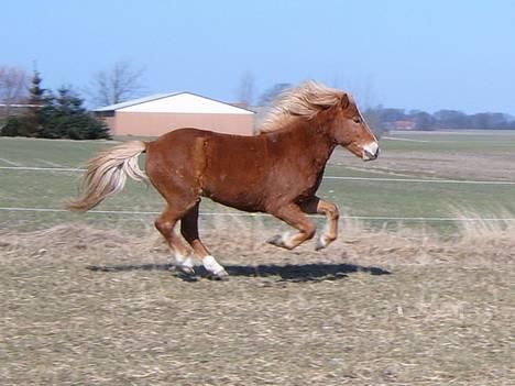 Islænder Vægir Fra Lønne - Vægir i fuld fart D. 30/3 billede 5
