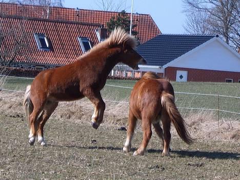 Islænder Vægir Fra Lønne - Jeg spiser dig! Vægir leger med sin gode ven Andri D.30/3 billede 9