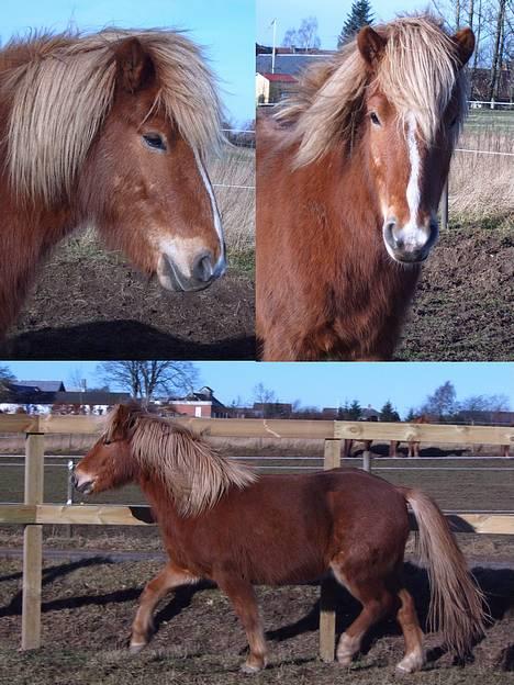 Islænder Vægir Fra Lønne - Billeder af bamsen taget D. 2/2-05 Nederste i rundel. billede 10