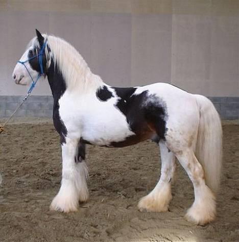 Tinker Gordon billede 8