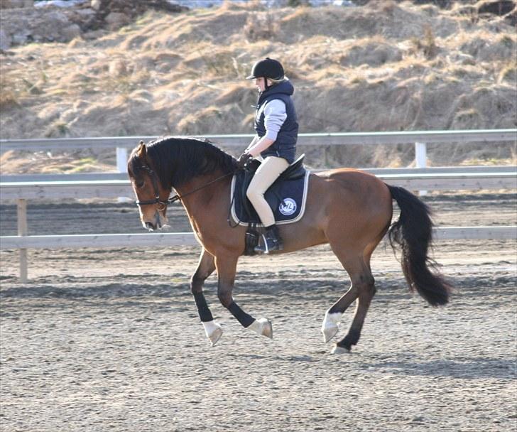 Koldblodstraver Horgen Lasso billede 4