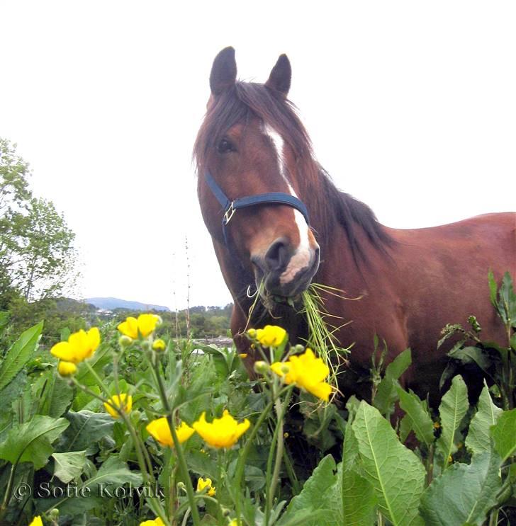Koldblodstraver Horgen Lasso - sommerbilde:) foto: sofie K (meg) billede 5