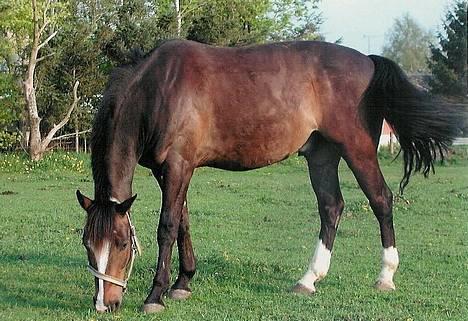 Anden særlig race Moonlight B- Pony - her er moonlight på marken... billede 4