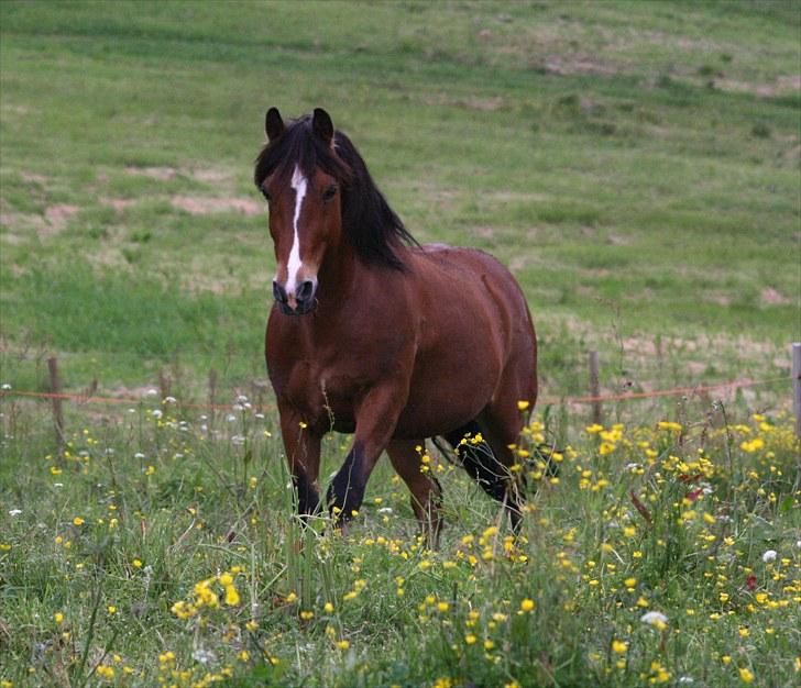 Koldblodstraver Horgen Lasso - Sommerferie 2010 billede 6