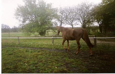 Dansk Varmblod hessie (efterlyses) billede 4