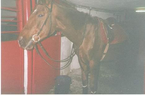 Dansk Varmblod hessie (efterlyses) billede 5