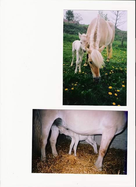 Fjordhest Rita billede 7