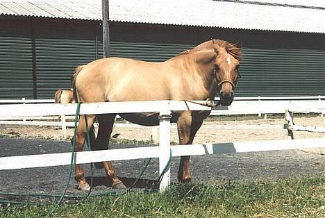 Anden særlig race Pico billede 3