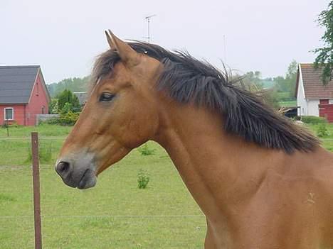 Anden særlig race Amazing Star billede 1