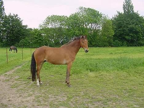 Anden særlig race Amazing Star billede 2