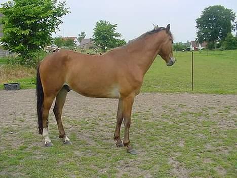 Anden særlig race Amazing Star billede 3