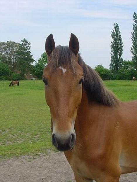 Anden særlig race Amazing Star billede 4