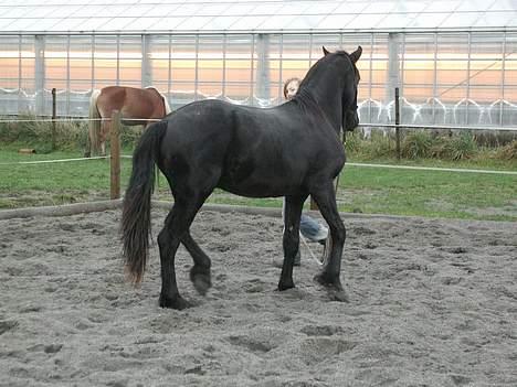 Frieser Loke af Friesergaarden - Loke snart 2 år lærer horsemandship stadig hingstebasse billede 3