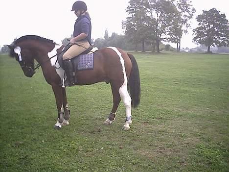 DSP Mr. Flavio - Mr.Flavio billede 1