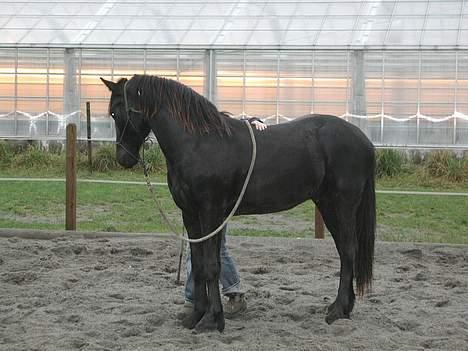 Frieser Loke af Friesergaarden - en stor dreng op på banen :-) billede 6