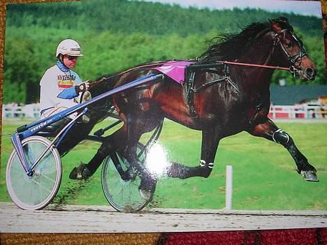 Koldblodstraver Verner - død - verner - årets kallblod 1995     detta er postkort assa!!!! =D billede 7