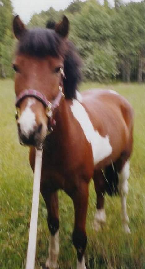 DSP Mr. Flavio billede 4