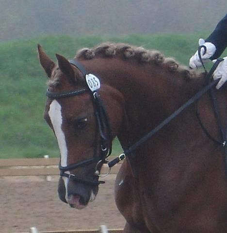 Anden særlig race Østergårdens Easy SOLGT - Easys smukke hoved.. til stævne på GRK! =) billede 1