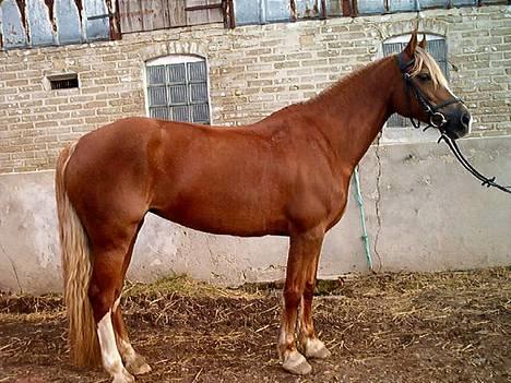 Anden særlig race Østergårdens Easy SOLGT - Easy foran stalden billede 4