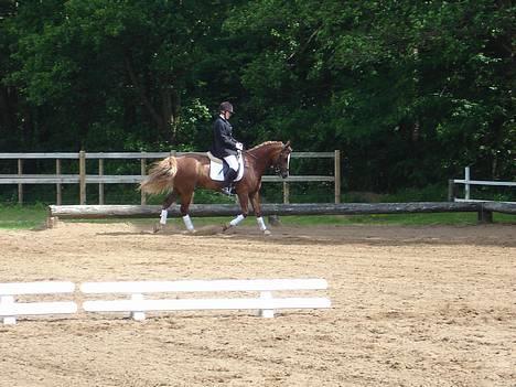 Anden særlig race Østergårdens Easy SOLGT - Mig og Sisse der skal til at ride vores LB3 til distriktsstævne i Børkop =) billede 5