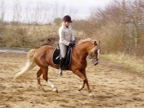 Anden særlig race Østergårdens Easy SOLGT - Galop på bette easy.. billede 6