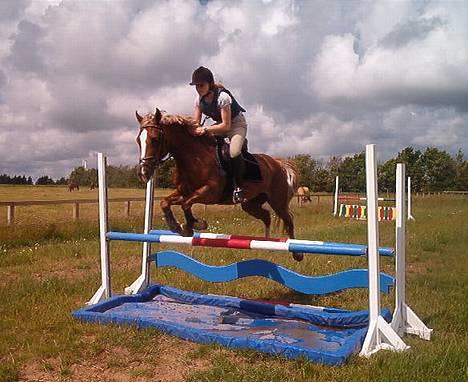 Anden særlig race Østergårdens Easy SOLGT - spring.. som du garanteret har set billede 8