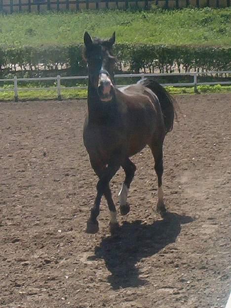 New Forest ahornsVognmangården Topsy billede 1