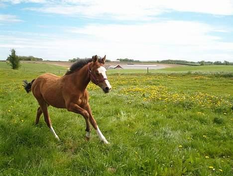 New Forest ahornsVognmangården Topsy - Topsy´s dreng Ahorns Maloor fra 2003. billede 3