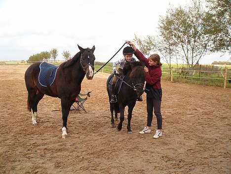 New Forest ahornsVognmangården Topsy - Trillo og Topsy, Talla og Prins, leg på ridebanen billede 4