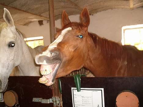 DSP ahorns=Tai Kimiko - ha ha, det lugtede sku mærkeligt, jeg flemer lige, så jeg kan lugt lidt bedre billede 4