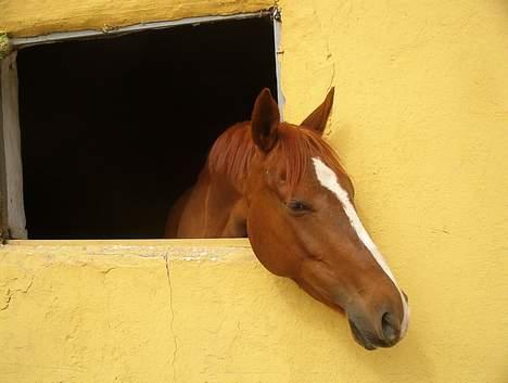 DSP ahorns=Tai Kimiko billede 5