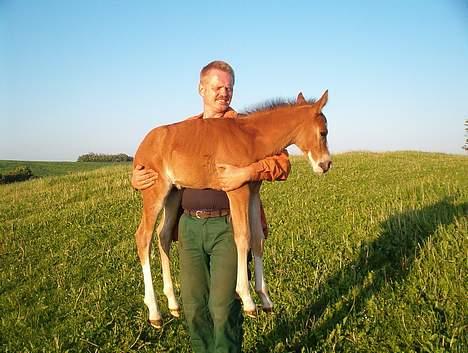 New Forest Ahorns Maloor - lidt tidlig tillids træning, eller hvad har min menneske far gang i?? billede 4