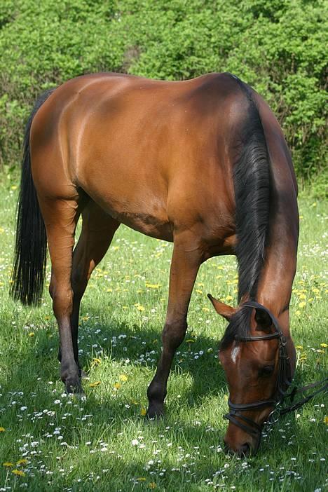 Hollandsk Sportspony Sjanoe - solgt - Sjanoe..  maj 2004 , taget til min konfirmation billede 1