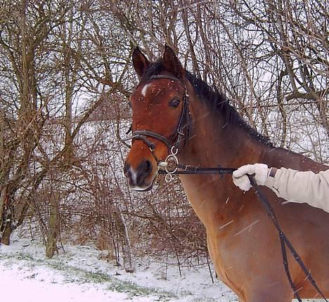 Hollandsk Sportspony Sjanoe - solgt - 28 dec. 2005 billede 2