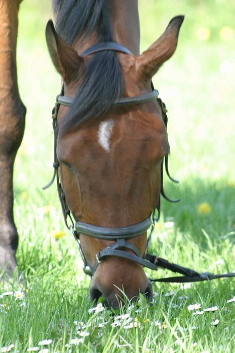 Hollandsk Sportspony Sjanoe - solgt - lige et nærbilled af Sjanoes hoved. maj 2004 billede 3