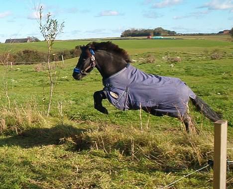 Anden særlig race º•Prins•º ( SOLGT) - Prins der springer over på deres nye fold billede 1